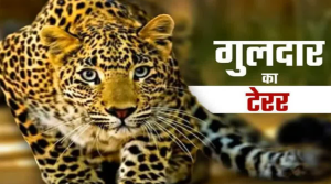 मां के सामने 4 साल के बच्चे को उठा ले गया गुलदार