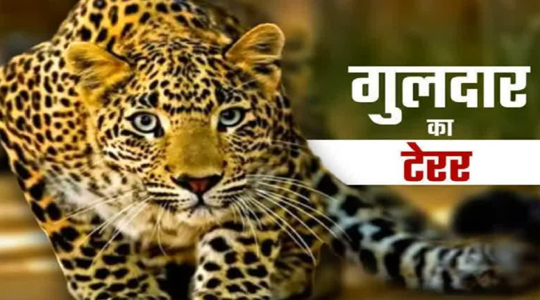 मां के सामने 4 साल के बच्चे को उठा ले गया गुलदार